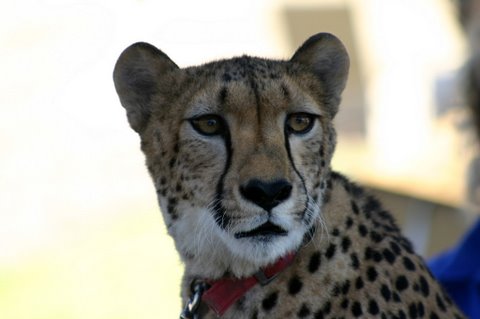 Cheetah receiving Reiki at San Diego Wild Animal Park from Reiki Master Eileen.